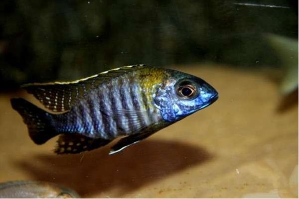 馬鯛魚壽命有多長 馬鯛魚能長多大