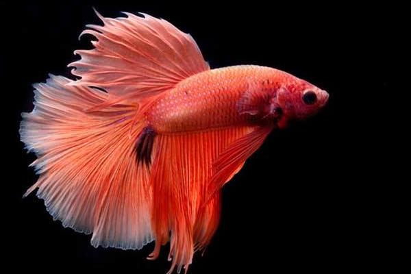 斗魚吃什么飼料 斗魚一天喂幾次