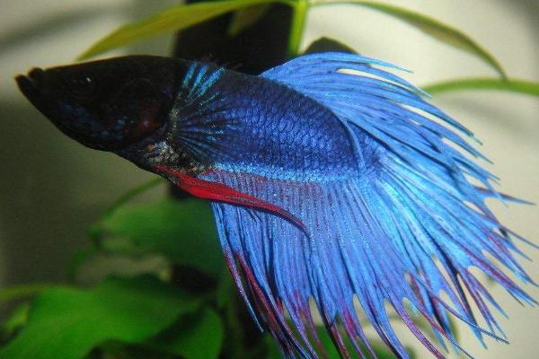 斗魚(yú)幾天換一次水 斗魚(yú)可以群養(yǎng)嗎