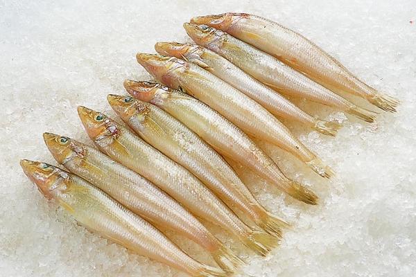 沙丁魚功效與作用及禁忌 沙丁魚的營養(yǎng)價值