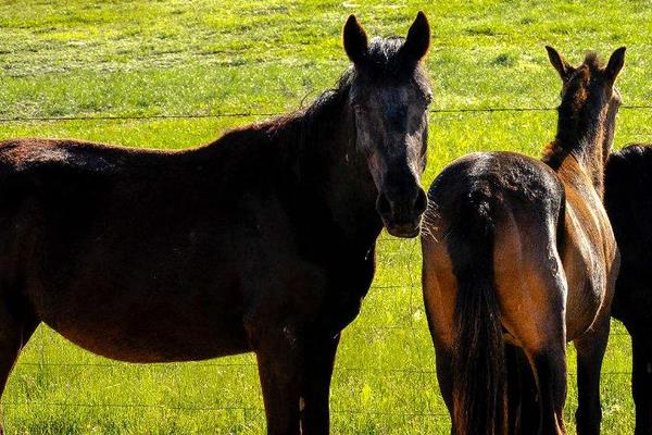 河曲馬市場價格多少錢一匹 河曲馬的特點