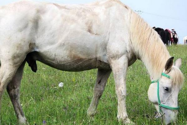 河曲馬市場價格多少錢一匹 河曲馬的特點