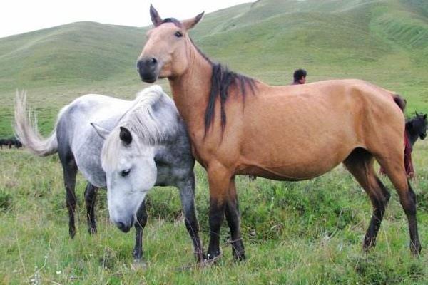 河曲馬市場價格多少錢一匹 河曲馬的特點
