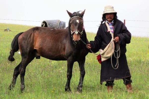 河曲馬市場價格多少錢一匹 河曲馬的特點