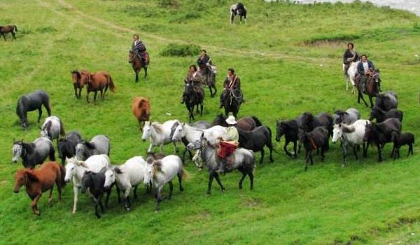 河曲馬市場價格多少錢一匹 河曲馬的特點