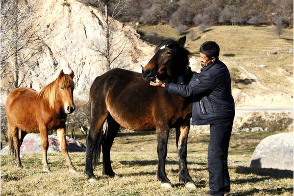 河曲馬市場價格多少錢一匹 河曲馬的特點
