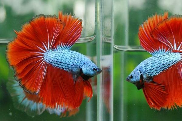 斗魚幾天換一次水 斗魚可以群養嗎