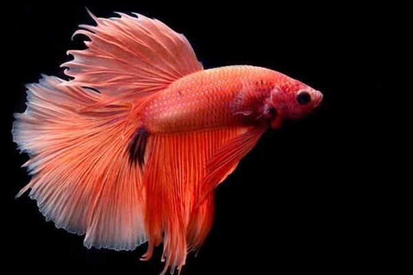 斗魚幾天換一次水 斗魚可以群養嗎