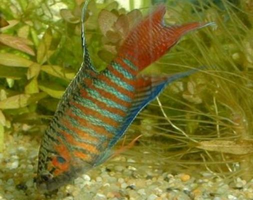 斗魚幾天換一次水 斗魚可以群養嗎