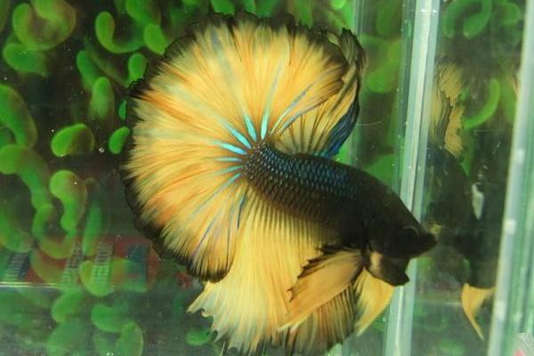 斗魚幾天換一次水 斗魚可以群養嗎