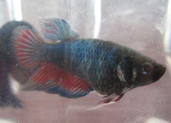 斗魚幾天換一次水 斗魚可以群養嗎