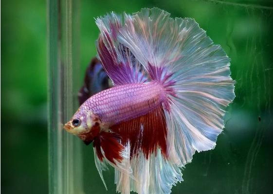 斗魚幾天換一次水 斗魚可以群養嗎