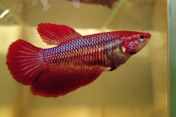 斗魚是什么魚 斗魚怎么分公母