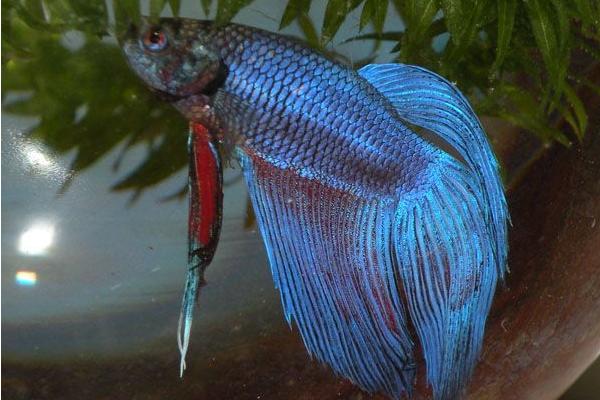 斗魚是什么魚 斗魚怎么分公母