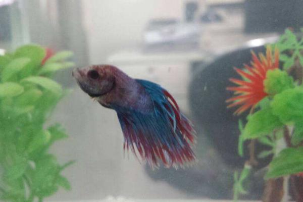 斗魚是什么魚 斗魚怎么分公母