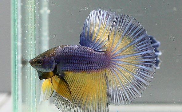 斗魚是什么魚 斗魚怎么分公母