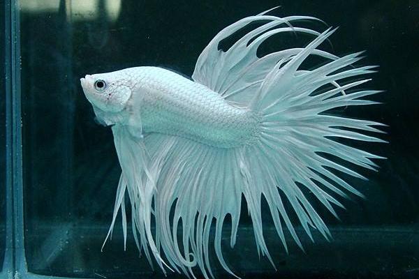 斗魚是什么魚 斗魚怎么分公母