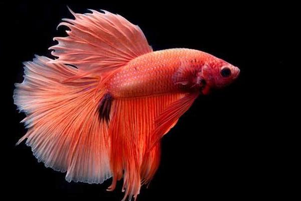 斗魚是什么魚 斗魚怎么分公母