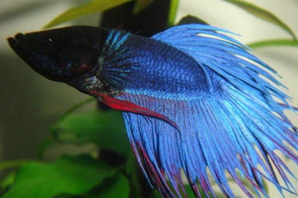 斗魚是什么魚 斗魚怎么分公母