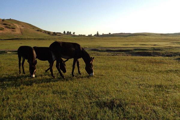 驢吃什么 驢寶是什么
