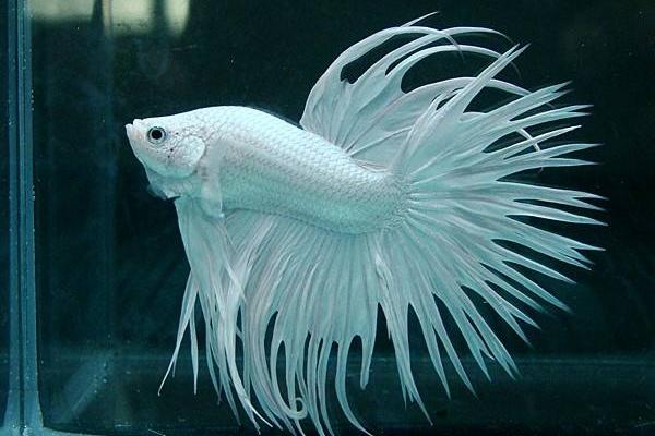 斗魚怎么養 斗魚吃什么 斗魚幾天喂一次