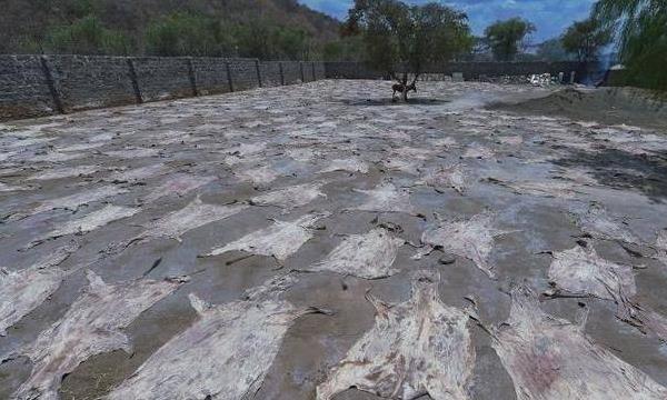 驢皮市場價格多少錢一斤 驢皮怎么吃