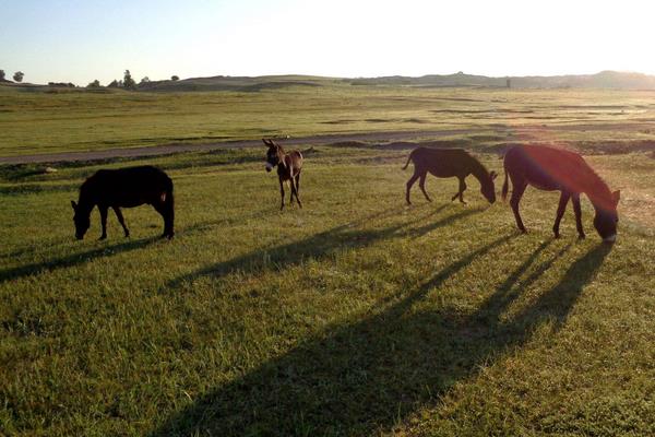 驢吃什么 驢寶是什么