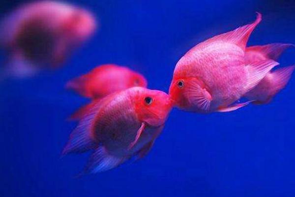 接吻魚市場價格多少錢一對 接吻魚怎么養才好