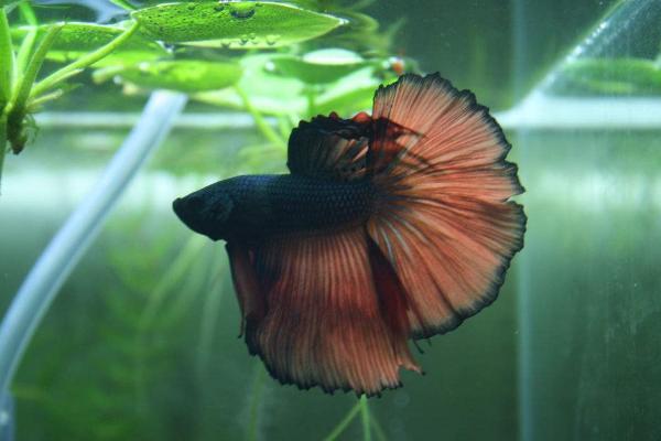 斗魚怎么養 斗魚吃什么 斗魚幾天喂一次