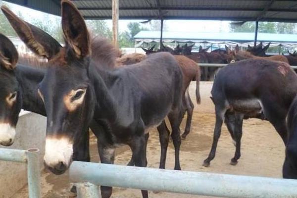 驢吃什么 驢寶是什么