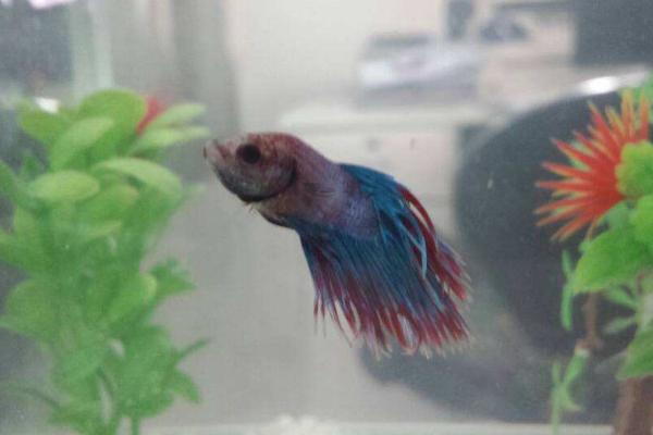 斗魚怎么養 斗魚吃什么 斗魚幾天喂一次