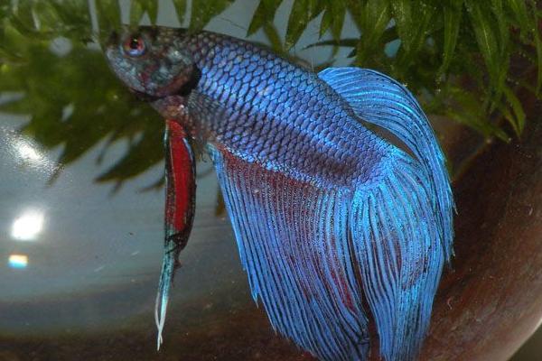 斗魚怎么養 斗魚吃什么 斗魚幾天喂一次