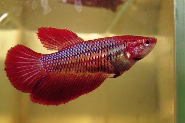 斗魚怎么養 斗魚吃什么 斗魚幾天喂一次