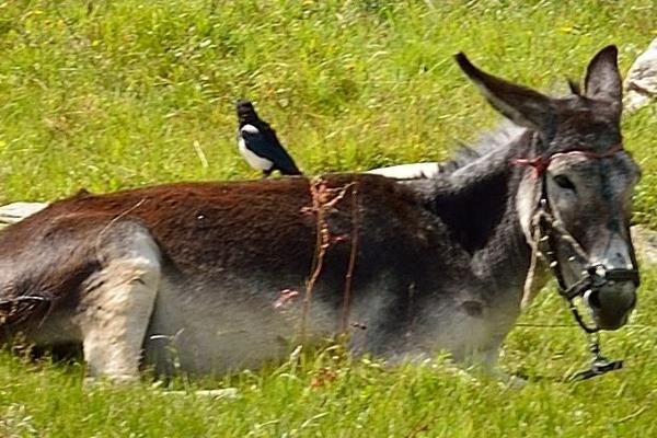 驢吃什么 驢寶是什么