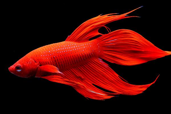 斗魚怎么養 斗魚吃什么 斗魚幾天喂一次