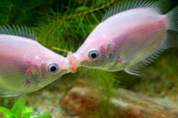 接吻魚市場價格多少錢一對 接吻魚怎么養(yǎng)才好