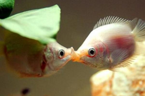 接吻魚市場價格多少錢一對 接吻魚怎么養(yǎng)才好