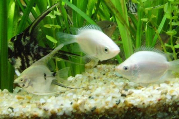 接吻魚市場價格多少錢一對 接吻魚怎么養(yǎng)才好