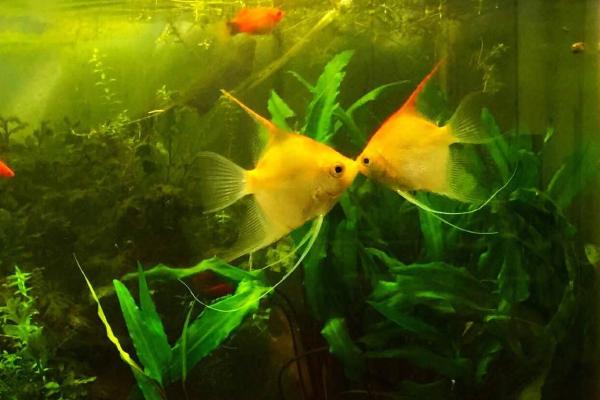 接吻魚市場價格多少錢一對 接吻魚怎么養(yǎng)才好