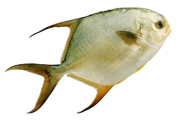 金鯧魚和銀鯧魚哪個好 金鯧魚怎么處理