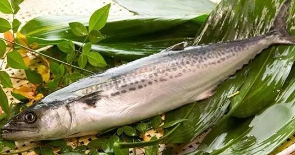 馬鮫魚市場價格多少錢一斤 馬鮫魚怎么做好吃又簡單