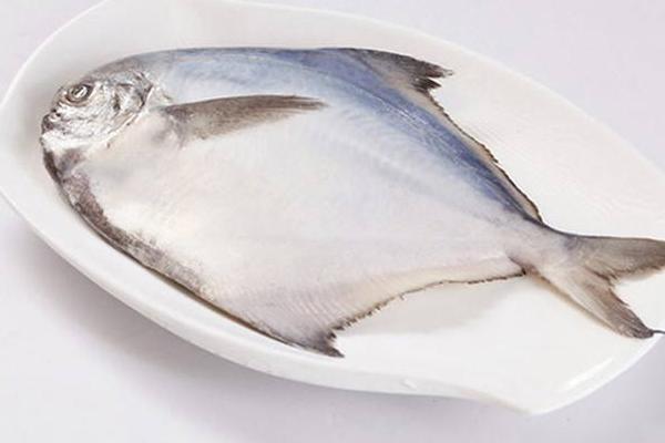金鯧魚和銀鯧魚哪個好 金鯧魚怎么處理