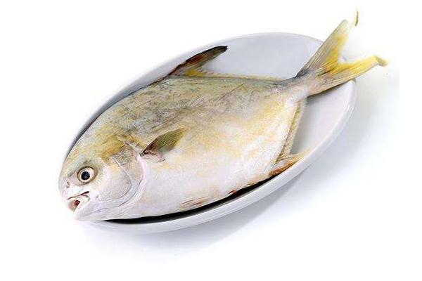 金鯧魚和銀鯧魚哪個好 金鯧魚怎么處理