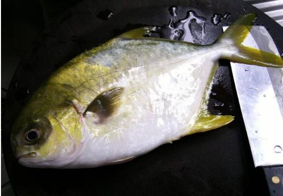 金鯧魚和銀鯧魚哪個好 金鯧魚怎么處理