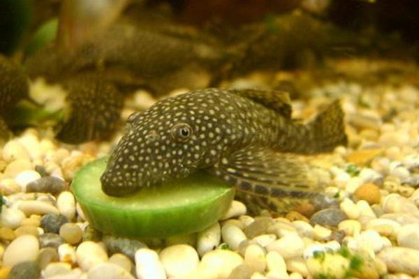 清道夫市場(chǎng)價(jià)格多少錢一條 清道夫吃什么