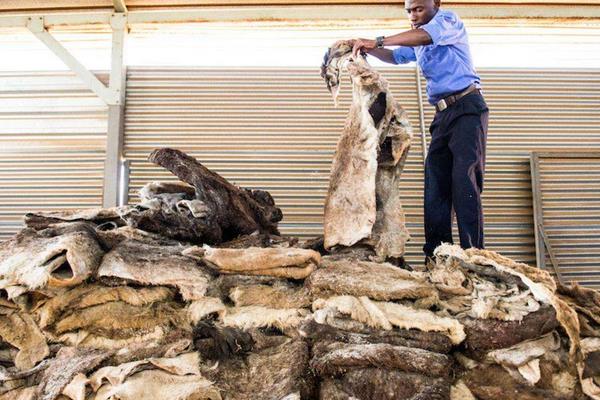 驢皮的功效與作用 驢皮怎么熬制阿膠