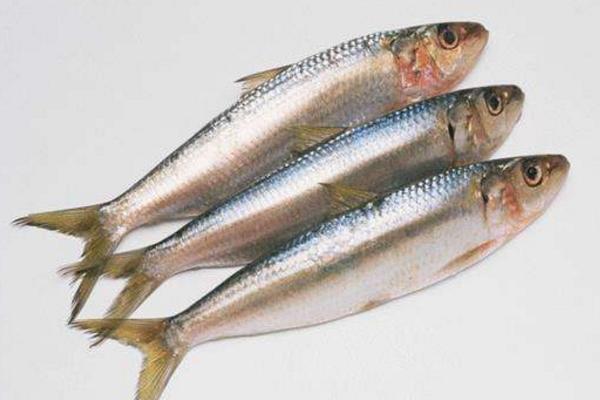 沙丁魚和秋刀魚的區(qū)別是什么 沙丁魚的簡(jiǎn)介