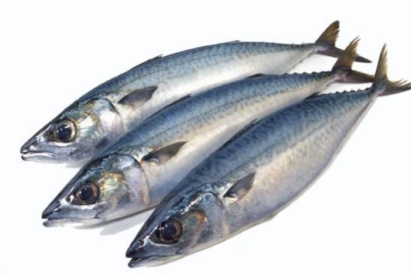 沙丁魚和秋刀魚的區(qū)別是什么 沙丁魚的簡(jiǎn)介