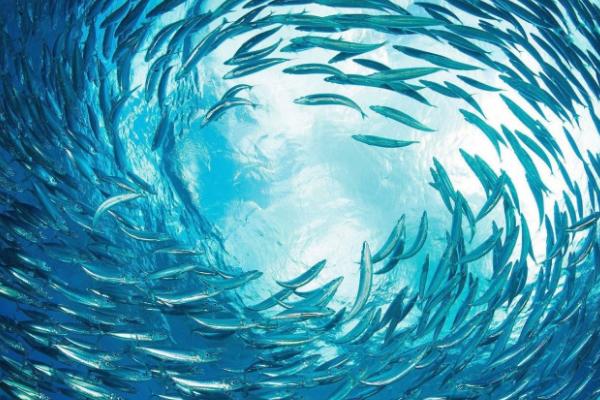 沙丁魚和秋刀魚的區(qū)別是什么 沙丁魚的簡(jiǎn)介