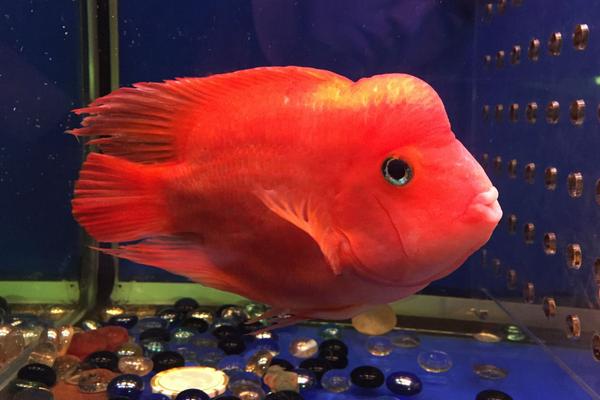 財(cái)神魚掉鱗怎么辦 財(cái)神魚互咬怎么辦